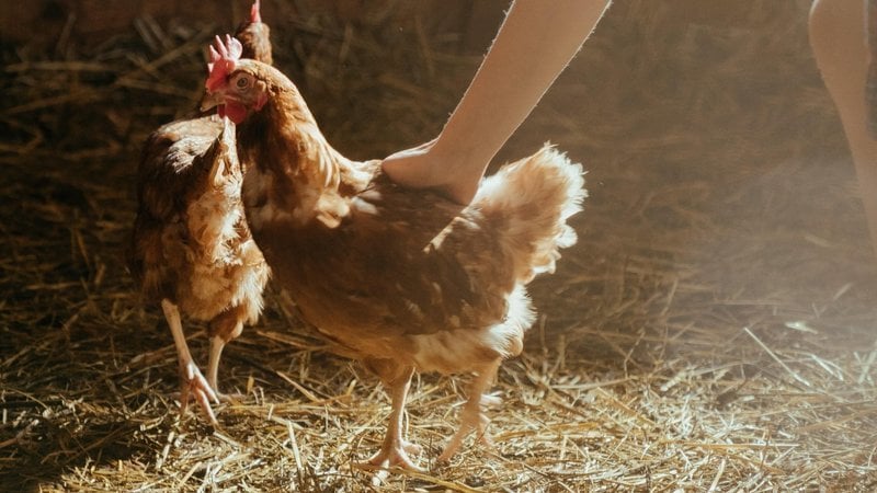 how to reduce coop odor naturally